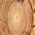 057ecdbf_Timbers