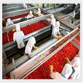 15ed50c4_tomato-processing-line