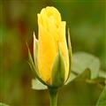 37866af8_gold-strike-rose-exporter