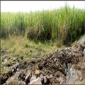 5545120e_sugercane-irrigation