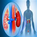 5b27093f_kidney-pic