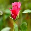 6cdc31fa_hotshot-roses-exporters