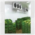 706284af_banana-ripening-chambers