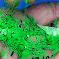 7c396456_molecular-disintegration-1