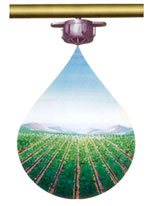 Drip Irrigations Laterals