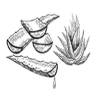 aloe_vera.webp