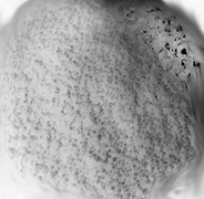 caustic_soda_lye.webp