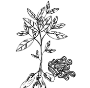groundnut_plants.webp