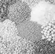 pulses.webp