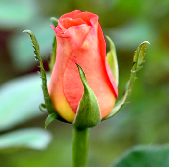 Cintrast Roses